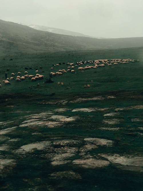 White Sheep on Green Grass Field