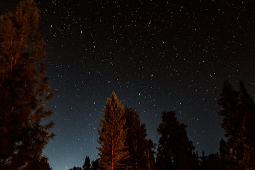 Free Starry Night Sky Above Trees Stock Photo