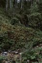 Green and Brown Plants on the Ground
