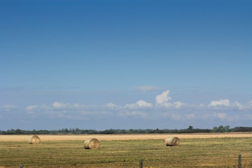 Fotobanka s bezplatnými fotkami na tému modrá obloha, pole so senom, trávnaté pole