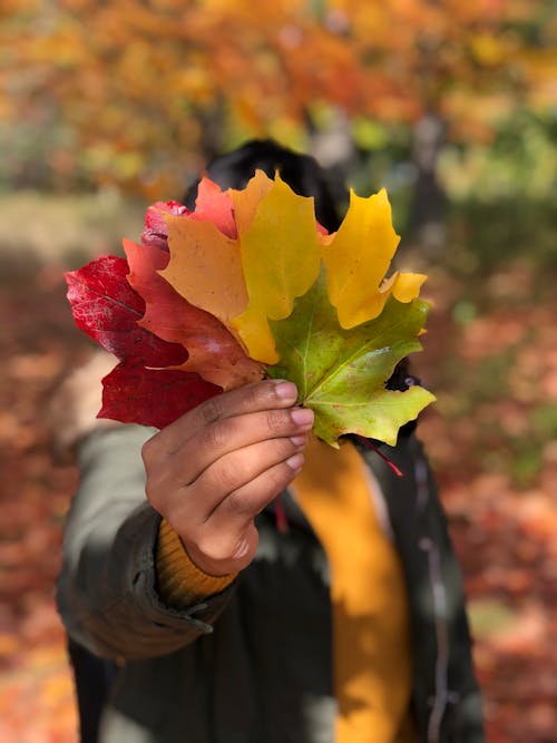 Free A Person Holding Maple Leaves Stock Photo