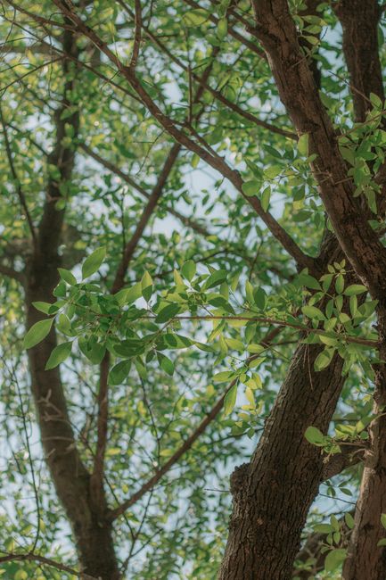 Fotomural Vista en primer plano de hojas verdes vibrantes en ramas de árbol bañadas por la luz del sol.