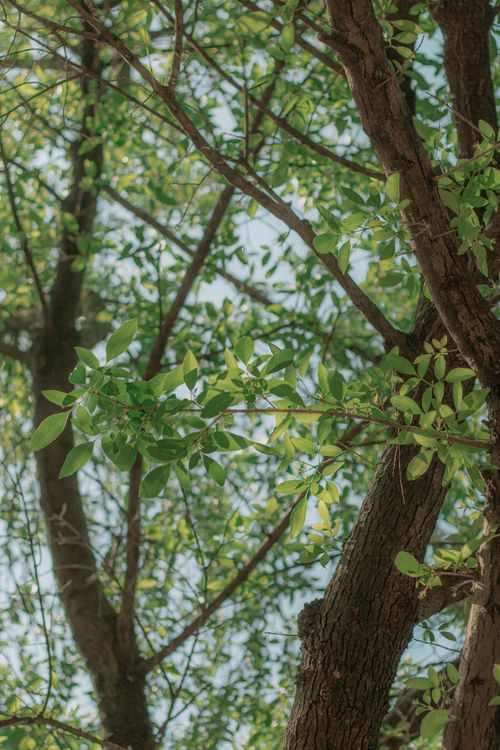 Free Close-up view of vibrant green leaves on tree branches basking in sunlight. Stock Photo