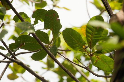 Free A close-up view of green tree leaves in sunlight, showing natural foliage details. Stock Photo
