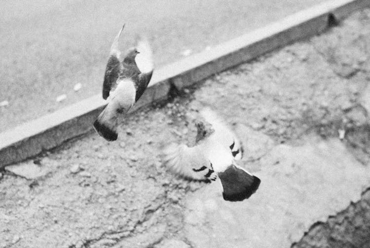 Grayscale Photo Of Flying Pigeons