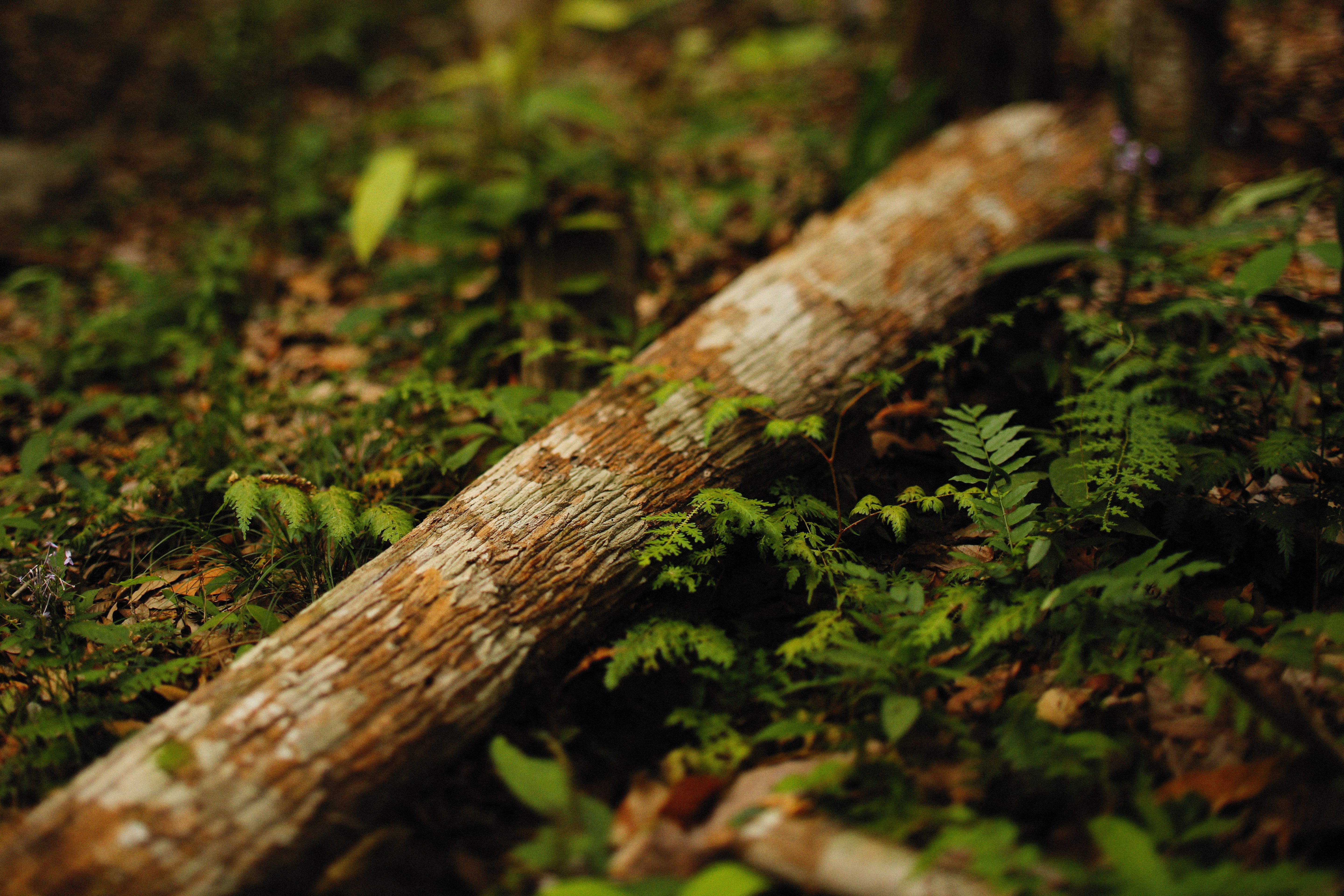 Rustic forest scene with a fallen log surrounded by lush green ferns.