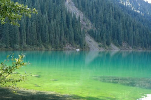 Kostnadsfria Kostnadsfri bild av grön sjö, gröna träd, lugn Stock foto