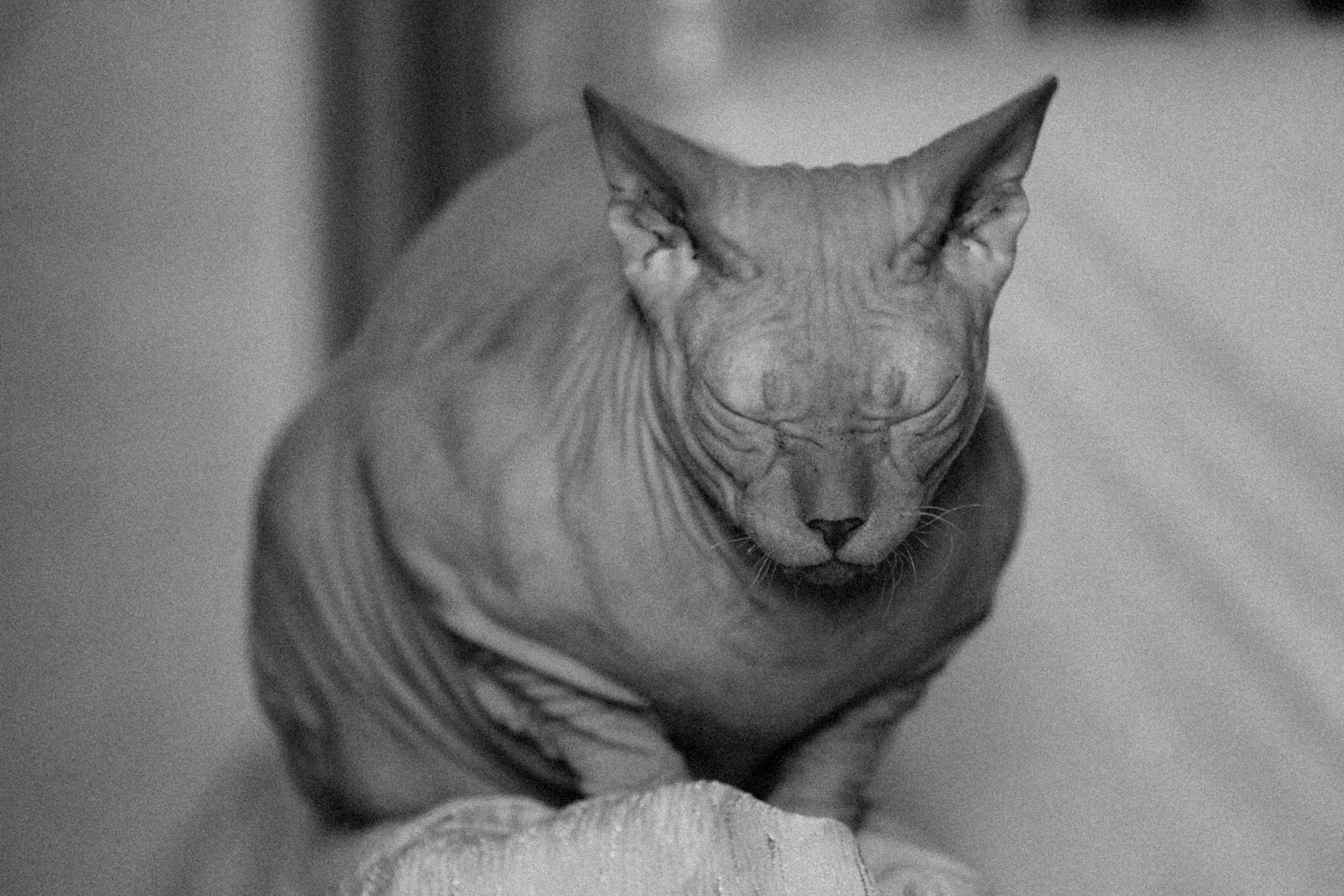 Grayscale Photo of Cat Lying on Textile · Free Stock Photo