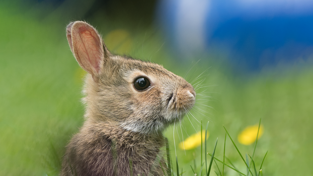 Close-up of a rabbit in a green meadow, showcasing its detailed fur and attentive expression.