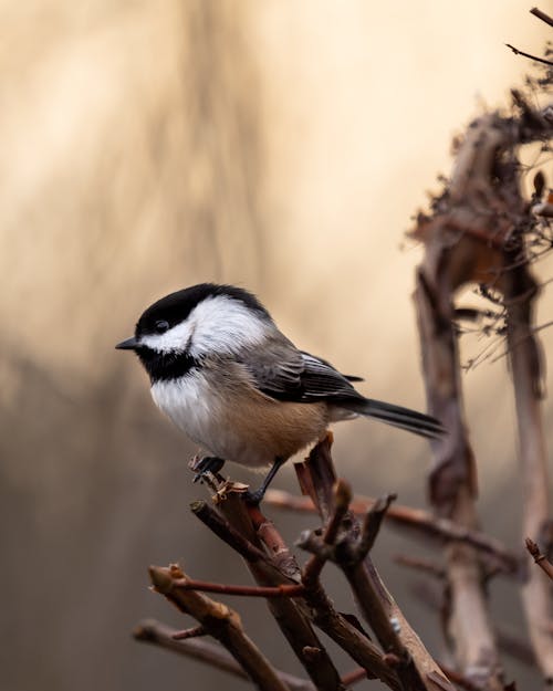 Black-Capped Chickadee on Brown Tree Branch