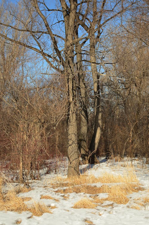 Základová fotografie zdarma na téma bezlistý, holé stromy, led