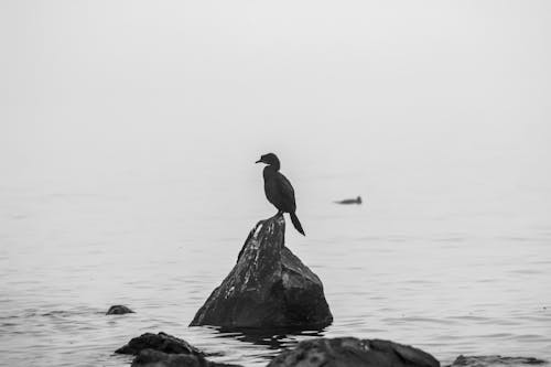 Darmowe zdjęcie z galerii z czarny, czarny i biały, morze