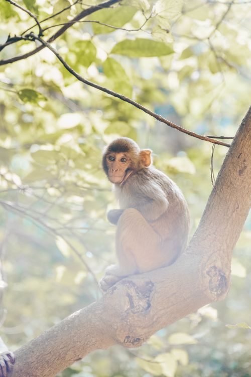 Free Close-up of a Rhesus Macaque sitting on a tree branch in Pachmarhi, India. Stock Photo