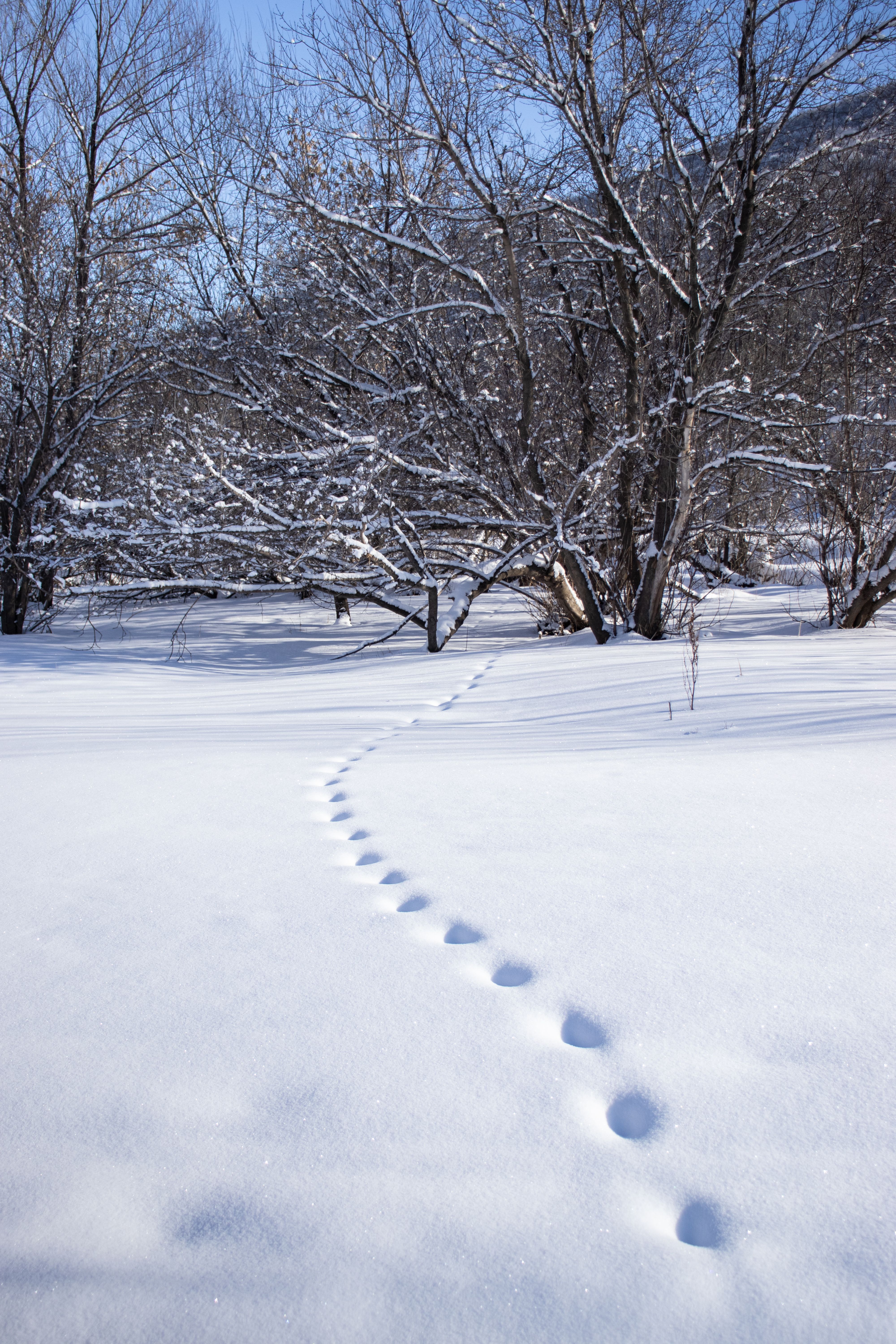 Free Vertical capture of footprints in snow leading to bare trees in a serene winter landscape. Stock Photo