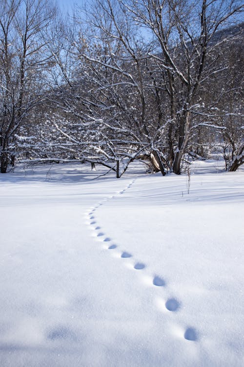 Bare Trees on Snow Covered Ground