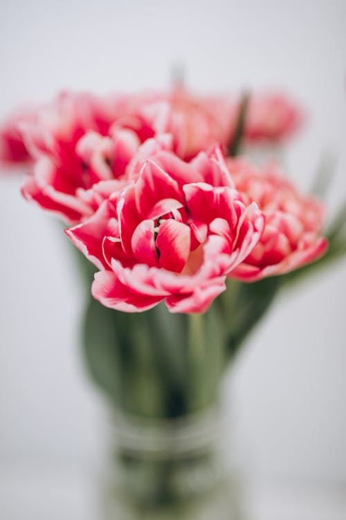 Gratis arkivbilde med blomster, nærbilde, rosa tulipaner Arkivbilde