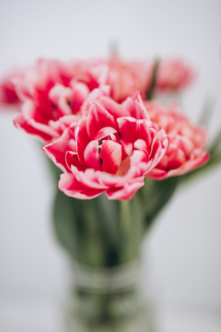 Pink Tulips In Vase