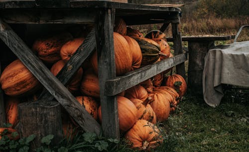 Fotos de stock gratuitas de abundancia, calabazas, cosecha