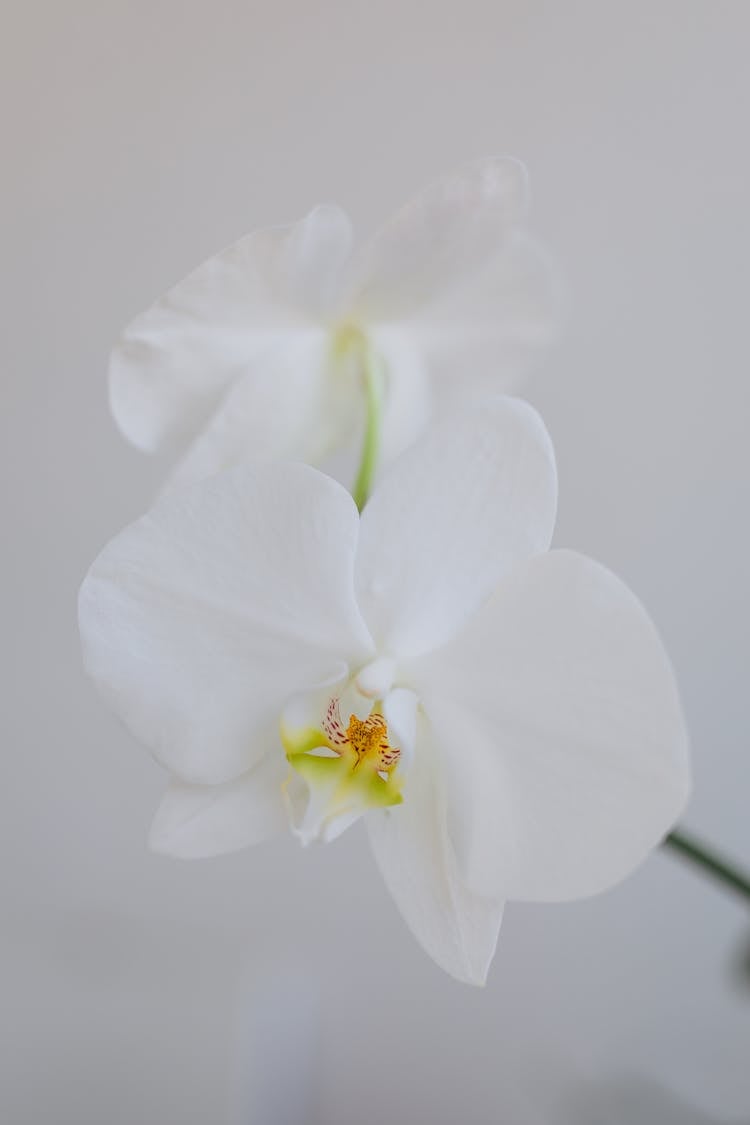 Close-up Of Orchid Flower