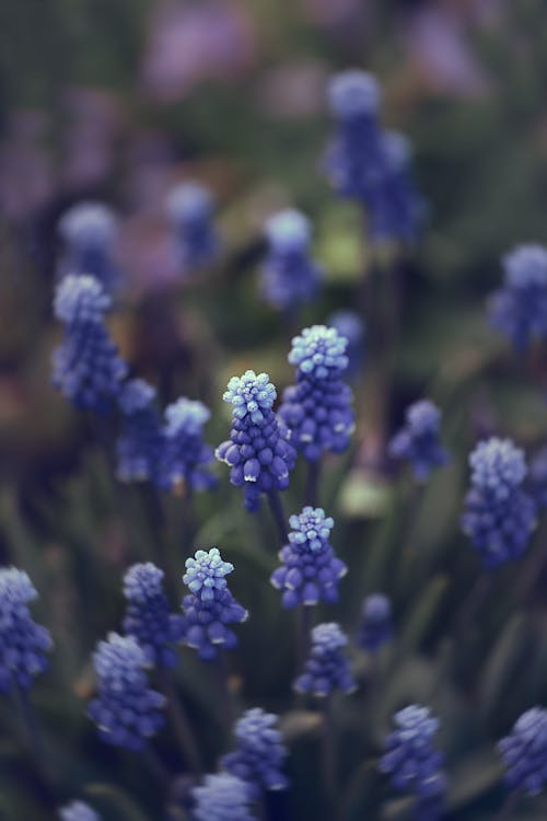 Purple Flowers in Close Up Shot