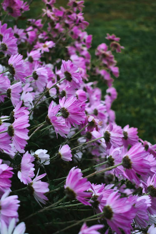 Free Purple Daisy Flowers in Bloom Stock Photo