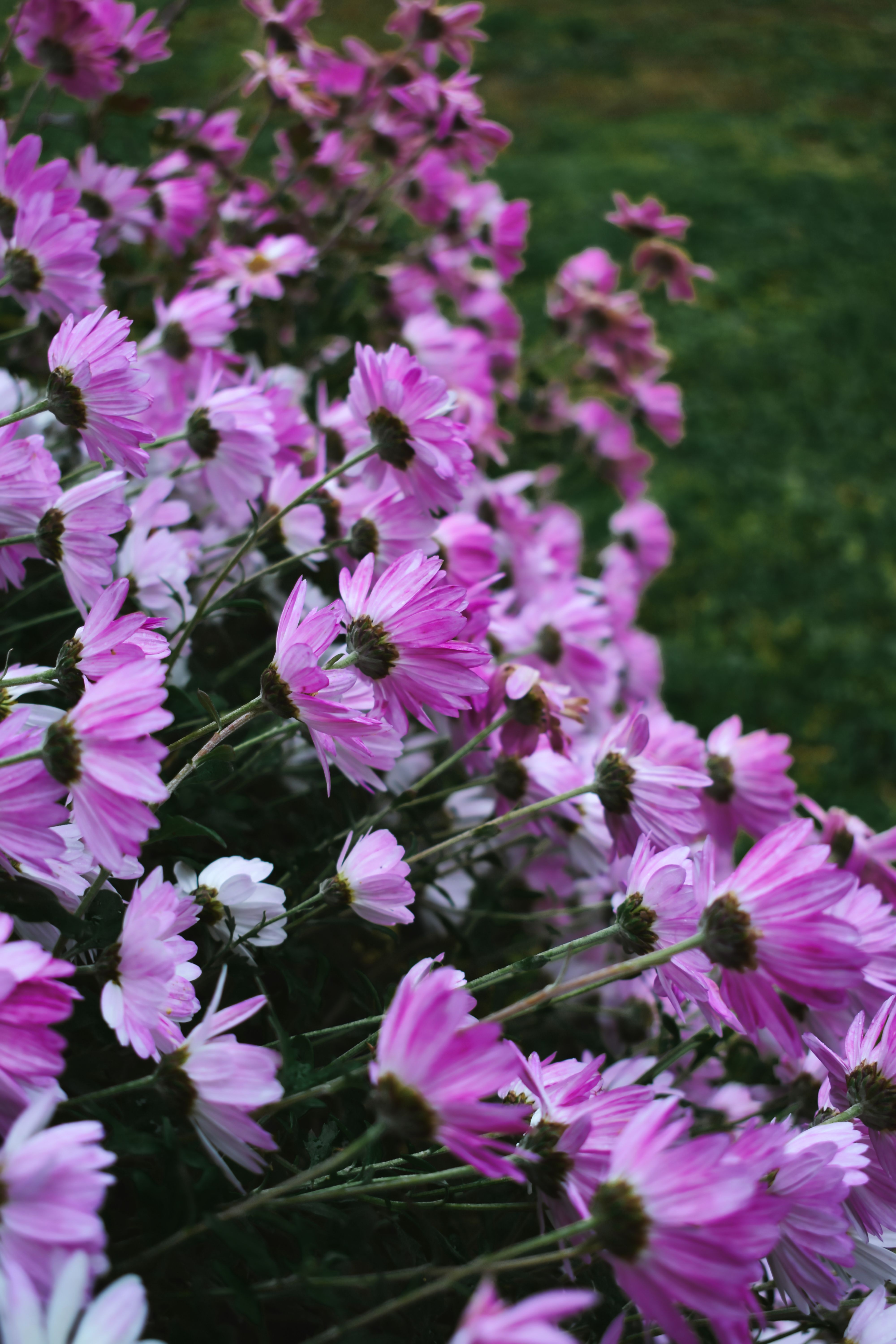 Purple Flowesr in Close-Up Photography · Free Stock Photo