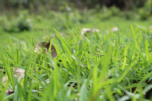Free Vibrant close-up of fresh green grass in a natural outdoor setting, perfect for nature backgrounds. Stock Photo