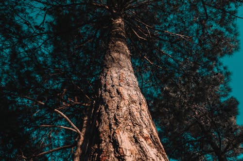 Ingyenes stockfotó alacsony szögű fényképezés, ég, fa témában