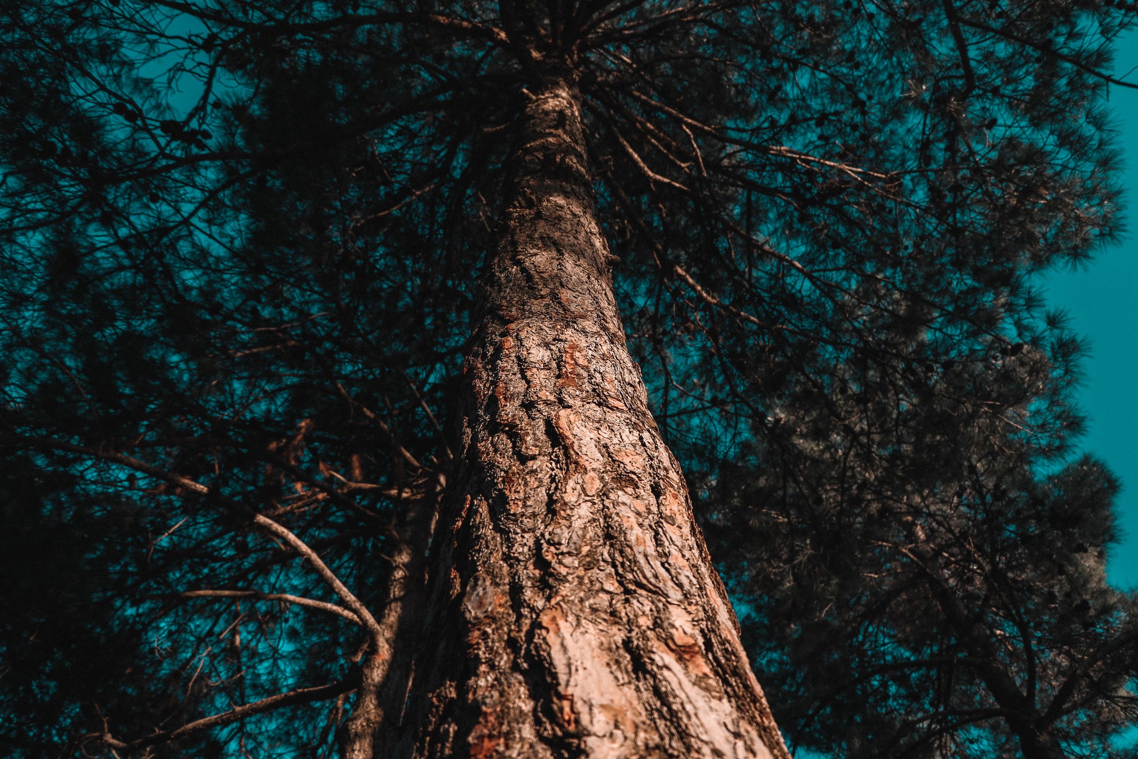 Low Angle Photo of Tree · Free Stock Photo