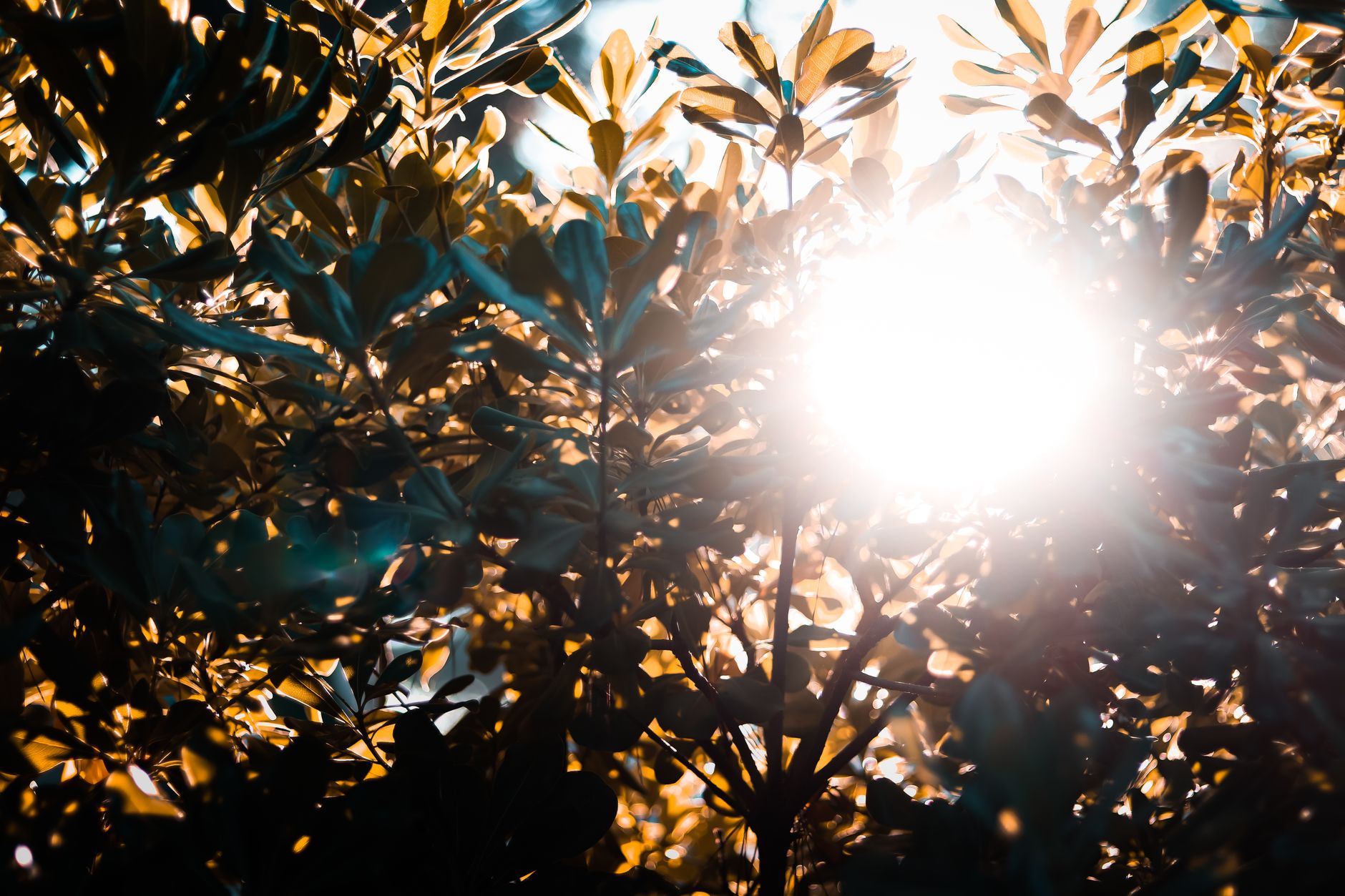 vitamin d3 k2 optimal dosing — Sunlight filtering through tree branches creates a stunning backlit silhouette with vibrant colors.