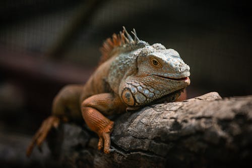 Green Lizard on Brown Wood