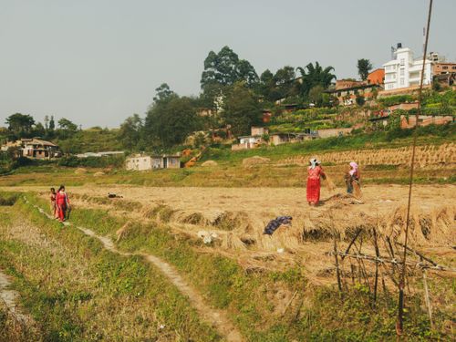 Free Women working in terraced fields in a rural countryside setting, depicting traditional agriculture. Stock Photo