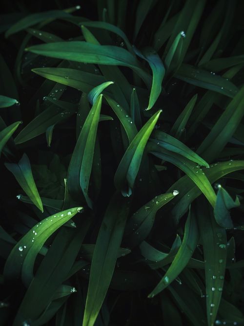 Free A detailed close-up of lush green leaves with water droplets, creating a refreshing natural scene. Stock Photo
