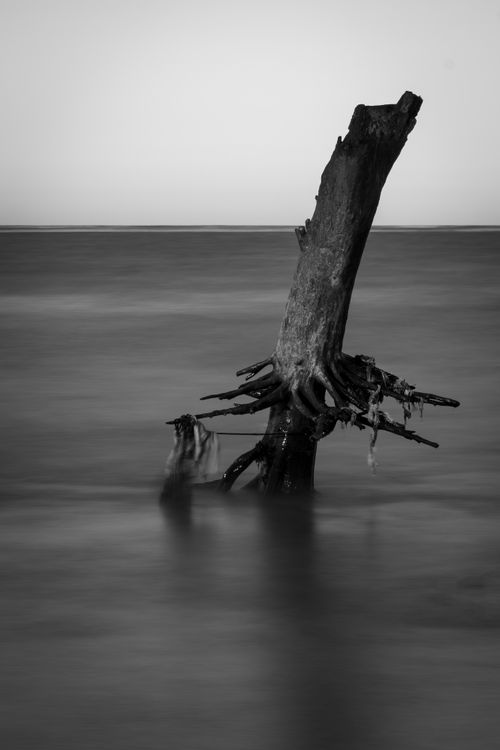 Free Grayscale photo of driftwood in the ocean, creating an eerie and tranquil mood. Stock Photo