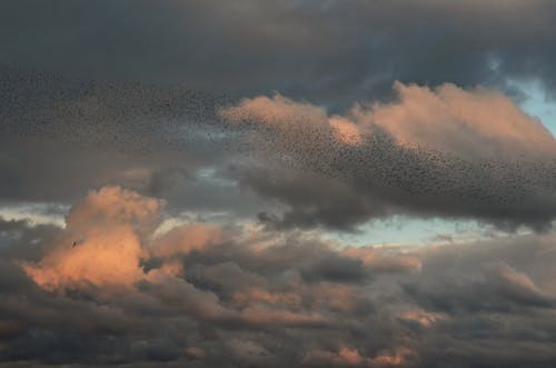 Free stock photo of birds, cloudy skies