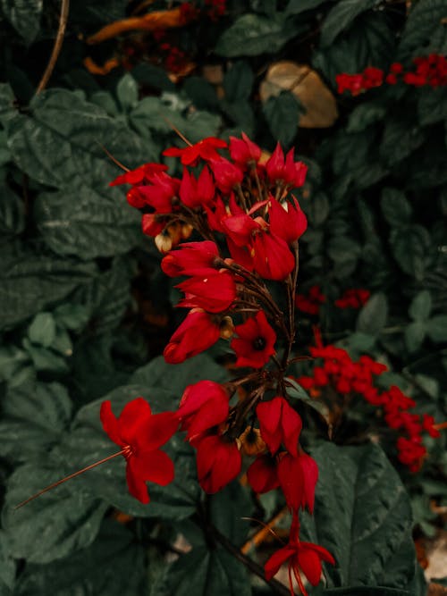Free Red Flowers With Green Leaves Stock Photo