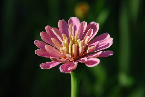 Free A close-up photo of a pink zinnia flower with detailed petals and a green background. Stock Photo