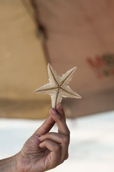 A detailed close-up shot of a hand gently holding a starfish against an outdoor background.