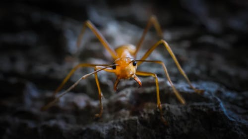 Бесплатное стоковое фото с макросъемка, максросъемка, муравей