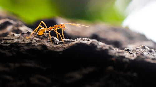 Бесплатное стоковое фото с макросъемка, максросъемка, муравей