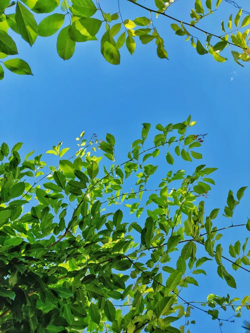 Free stock photo of beautiful sky, green leafs, leafs Stock Photo