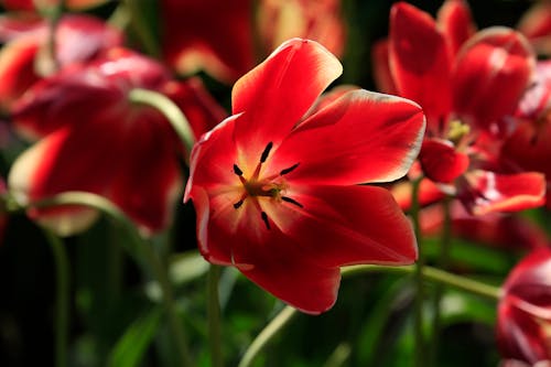 꽃, 꽃 배경, 꽃이 피는의 무료 스톡 사진
