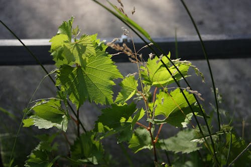 Photos gratuites de raisins, vigne