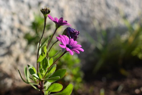 Základová fotografie zdarma na téma detail, fialová kytka, jarní květina