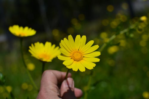 A Person Holding a Yellow Daisy