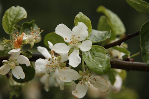 リンゴの木, リンゴの花の無料の写真素材