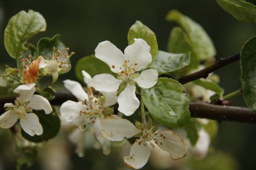 Free stock photo of apple blossom, apple tree Stock Photo