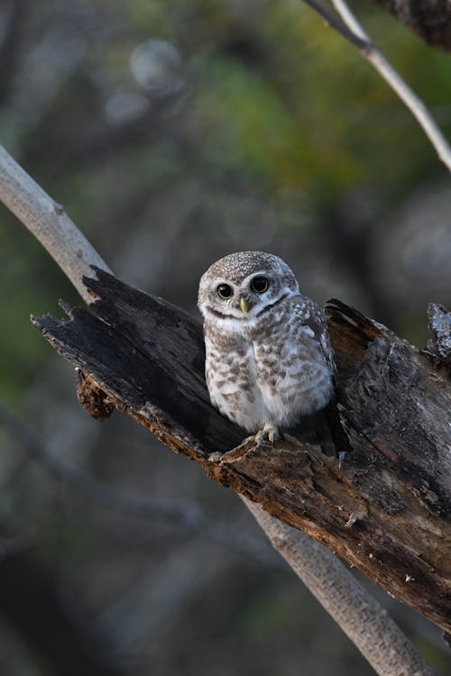 Owl Perching on Tree Branch