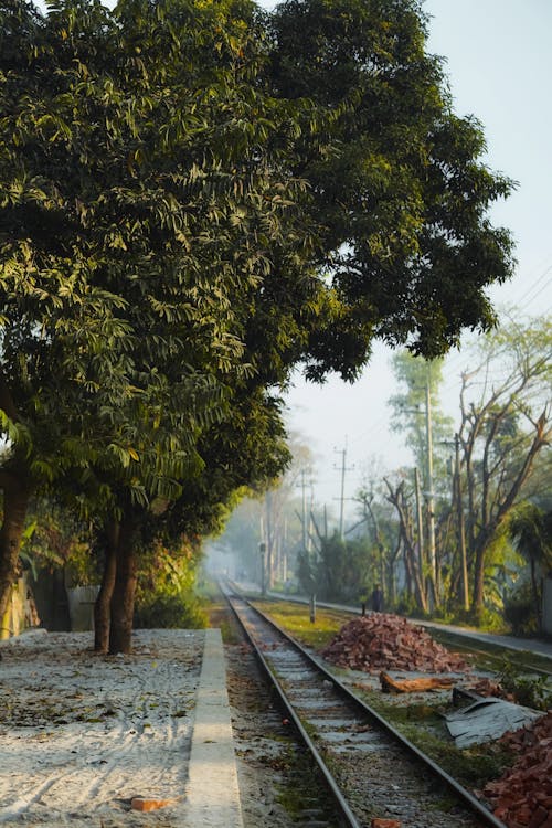 Kostenloses Stock Foto zu bahngleise, bäume, beratung