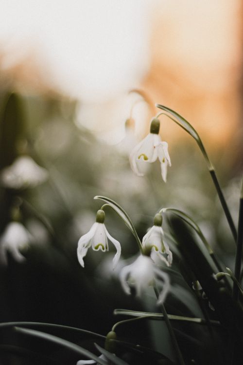 Free Close-up of delicate white snowdrops blooming in a serene garden setting. Stock Photo